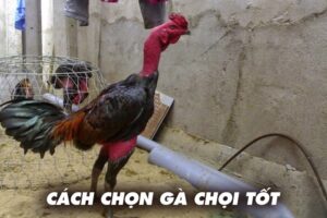 Cách chọn gà chọi tốt