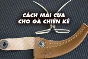 Cách mài cựa gà cho chiến kê