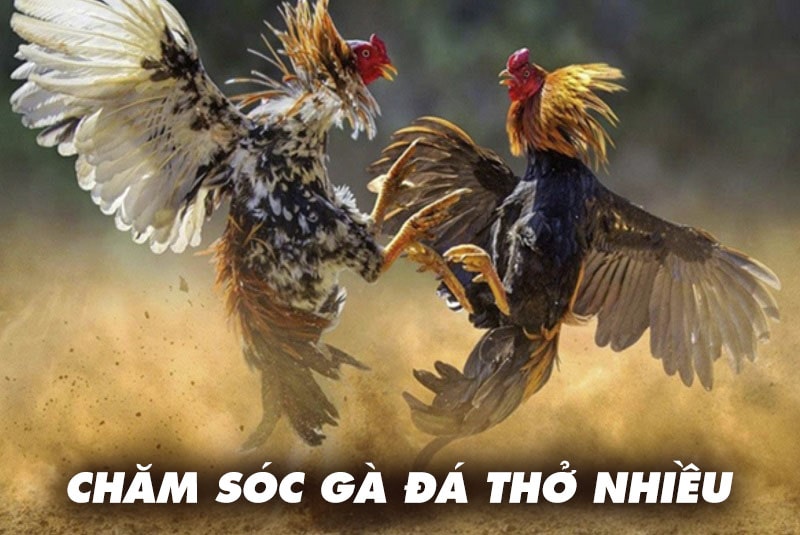 Cách chăm sóc gà đá thở nhiều