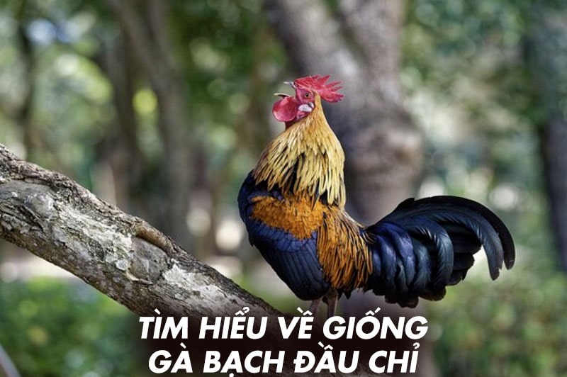 Tìm hiểu về gà bạch đầu chỉ