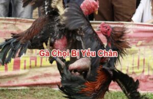 Cách chữa gà chọi yếu chân