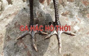 Thông tin về gà hắc hổ thới