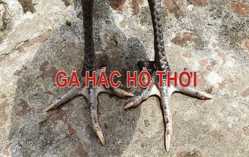 Thông tin về gà hắc hổ thới