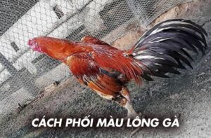 Cách phối màu lông gà