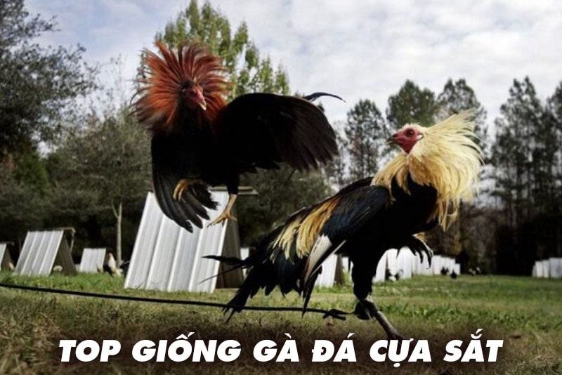 Top giống gà đá cựa sắt