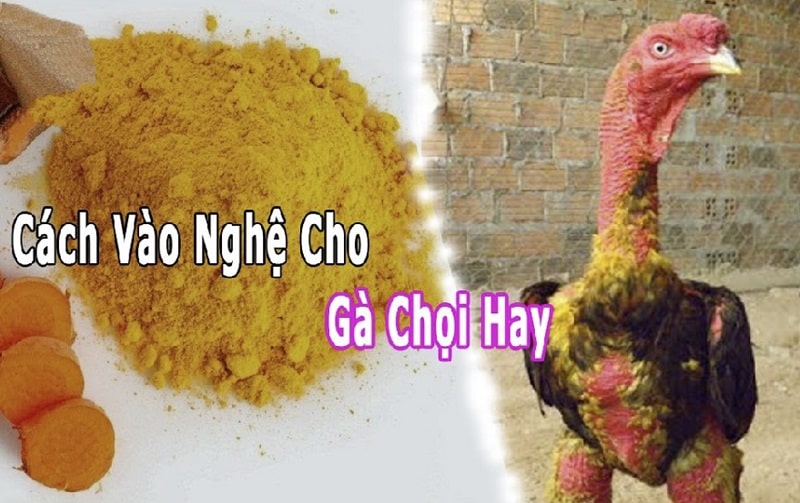 Cách vào nghệ cho gà chọi