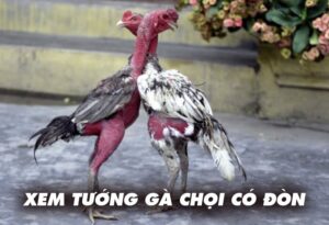 Xem tướng gà chọi có đòn cáo